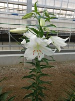 [5277 Crystal Blanca WF No01.JPG]